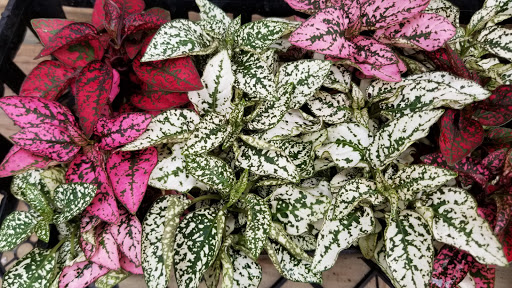 Market «Rising Up Garden Center, Landscape Design, & Florist», reviews and photos, 1314 St George Ave, Avenel, NJ 07001, USA