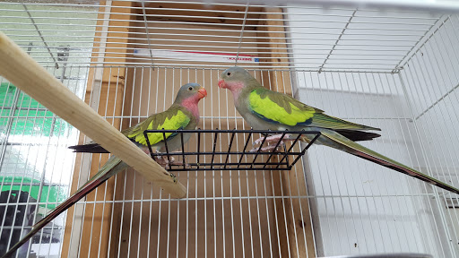 Pet Store «Acuario Piscis», reviews and photos, 3040 W Cermak Rd, Chicago, IL 60623, USA