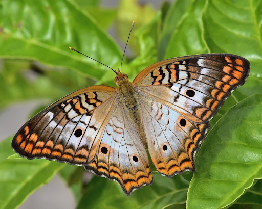 Golf Club «Plantation Preserve Golf Course & Club», reviews and photos, 7050 W Broward Blvd, Plantation, FL 33317, USA