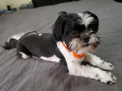 Pet Supply Store «PetSmart», reviews and photos, 3081 S 5600 W, Salt Lake City, UT 84120, USA