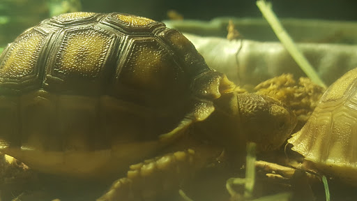 Pet Store «Critter Cabana», reviews and photos, 516 E 1st St, Newberg, OR 97132, USA