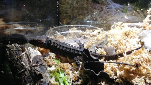 Pet Supply Store «Petco Animal Supplies», reviews and photos, 4175 Dowlen Rd, Beaumont, TX 77706, USA