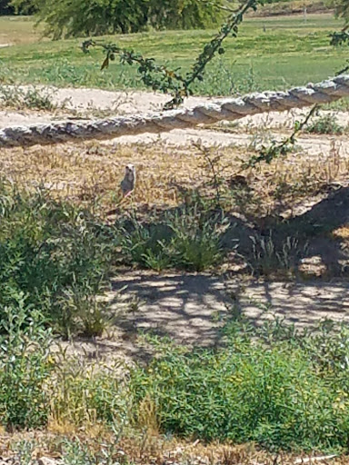 Golf Course «Falcon Golf Club», reviews and photos, 15152 W Camelback Rd, Litchfield Park, AZ 85340, USA