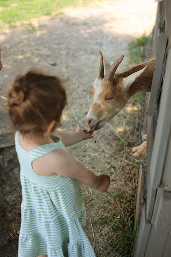 Animal Rescue Service «Ray of Light Farm Inc», reviews and photos, 232 Town St, East Haddam, CT 06423, USA