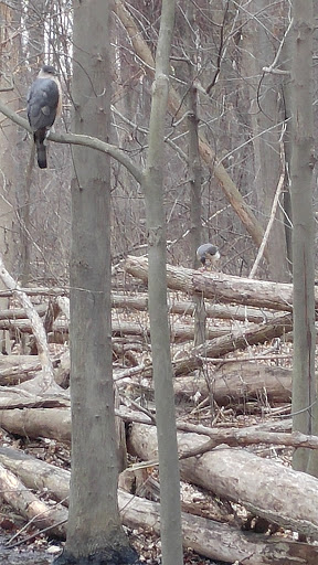 Nature Preserve «Red Oaks Nature Center», reviews and photos, 30300 Hales St, Madison Heights, MI 48071, USA
