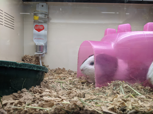 Pet Supply Store «Pet Supplies Plus», reviews and photos, 1937 FL-60, Valrico, FL 33594, USA