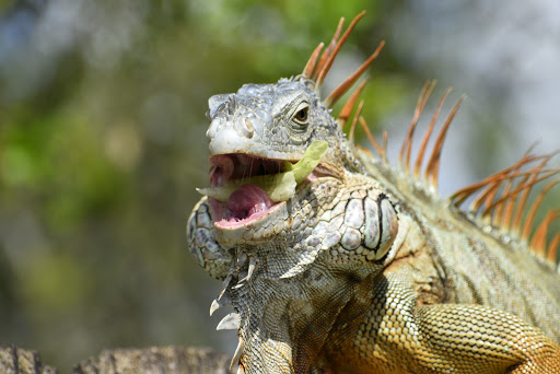 Pet Supply Store «Pet Supplies Plus», reviews and photos, 4923 Sheridan St, Hollywood, FL 33021, USA