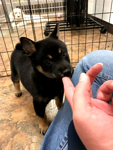 Pet Supply Store «Just Pets», reviews and photos, 8874 Maximus Dr, Lone Tree, CO 80124, USA