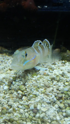 Pet Supply Store «Petco Animal Supplies», reviews and photos, 993 Branson Hills Pkwy, Branson, MO 65616, USA