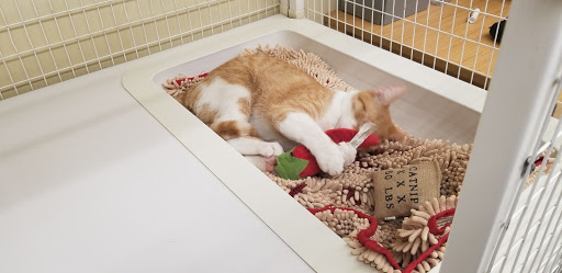 Pet Supply Store «Petco Animal Supplies», reviews and photos, 806 Sunrise Hwy, Baldwin, NY 11510, USA