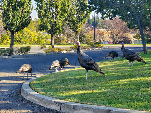 Credit Union «Travis Credit Union», reviews and photos