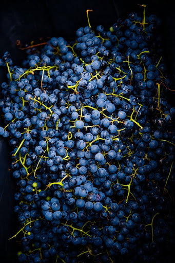 Winery «Winehaven Winery», reviews and photos, 10020 Deer Garden Ln, Chisago City, MN 55013, USA