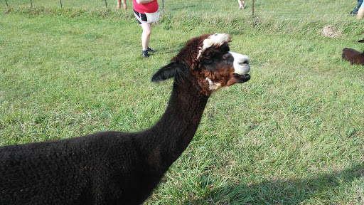 Boutique «Alpacas of the Heartland LLC», reviews and photos, 7016 County Rd 39, Fort Calhoun, NE 68023, USA