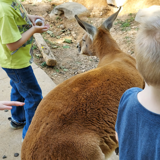 Zoo «Kentucky Down Under Adventure Zoo», reviews and photos, 3700 L and N Turnpike Rd, Horse Cave, KY 42749, USA