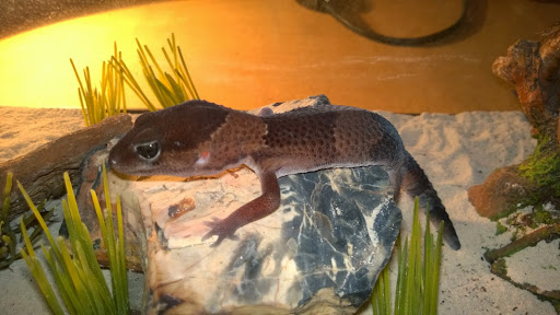 Tropical Fish Store «Fish Bowl & More», reviews and photos, 1673 N Expy, Griffin, GA 30223, USA