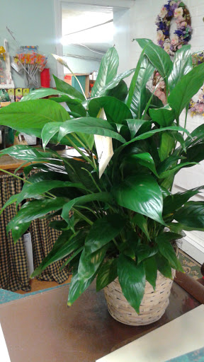 Florist «Belak Flowers», reviews and photos, 832 Philadelphia Pike, Wilmington, DE 19809, USA