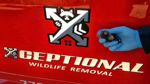 Animal Control Service «Xceptional Wildlife Removal», reviews and photos