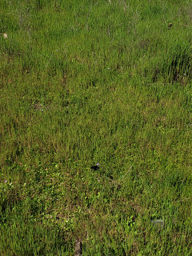 Nature Preserve «Effie Yeaw Nature Center», reviews and photos, 2850 San Lorenzo Way, Carmichael, CA 95608, USA