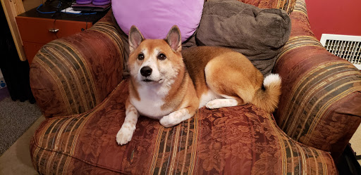 Pet Supply Store «PetSmart», reviews and photos, 830 Pelham Pkwy, Pelham, NY 10803, USA