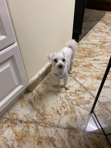 Pensioni per cani e dog hotel a Ingo e Birba di Peis Graziella