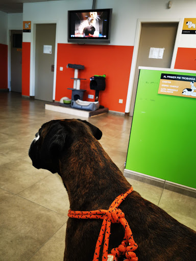 Vetxarxa Torelló (Espai Veterinari) en Torelló