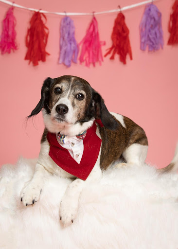 Pet Store «PetSaver Healthy Pet Superstore (Greece Location)», reviews and photos, 1596 W Ridge Rd, Rochester, NY 14615, USA