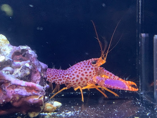 Tropical Fish Store «Tropical Pet Oasis», reviews and photos, 10218 Progress Ln, Parker, CO 80134, USA