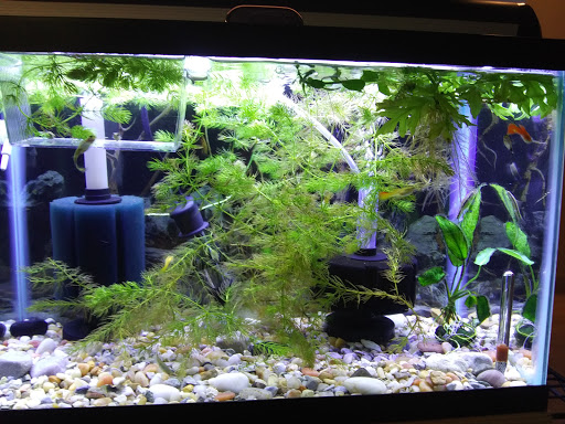 Pet Supply Store «Pet Supplies Plus», reviews and photos, 738 U.S. 9, Fishkill, NY 12524, USA