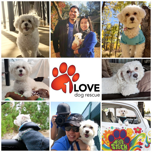 Animal Rescue Service «1 Love Dog Rescue», reviews and photos