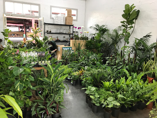 Folia House - Indoor Plants Nursery
