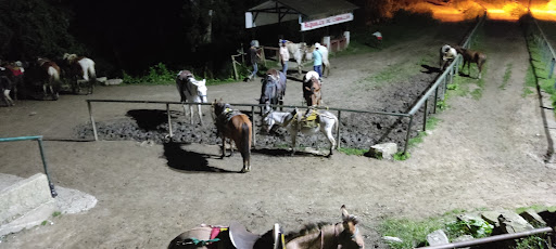 Alquiler de Caballos junquito