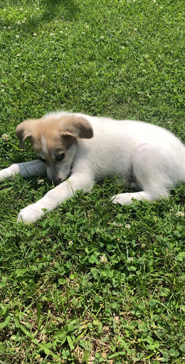 Vinita Veterinary Center image