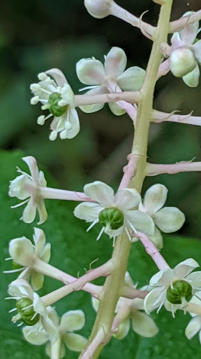 Park «Nature Center At Shaker Lakes», reviews and photos, 2600 S Park Blvd, Cleveland, OH 44120, USA