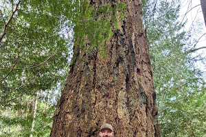 Bulman Park Trail - Bulman Road Access