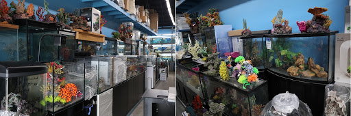 Beitals Aquariums Sales, Services & Ponds image 3