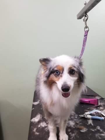 Pet Groomer «Doggie Style Bowtique», reviews and photos, 1713 Westport Rd, Kansas City, MO 64111, USA