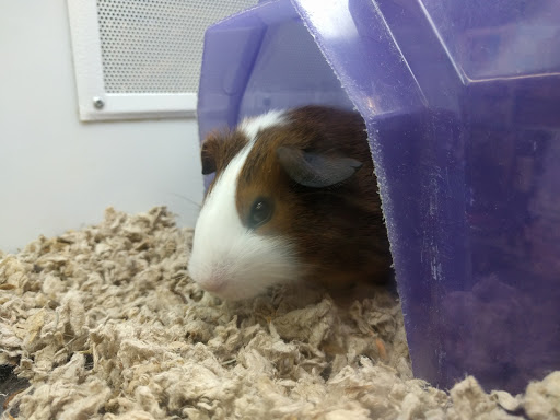 Pet Supply Store «Petco Animal Supplies», reviews and photos, 30697 US Hwy 19 N, Palm Harbor, FL 34684, USA