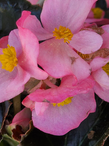 Shopping Mall «Collegetown Shopping Center», reviews and photos, 731 Delsea Dr, Glassboro, NJ 08028, USA