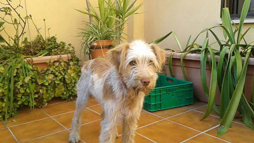 Clínica Veterinaria Huetor Vega en Huétor Vega