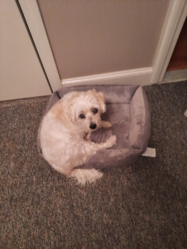 Pet Supply Store «PetSmart», reviews and photos, 475 Bank St, Waterbury, CT 06708, USA