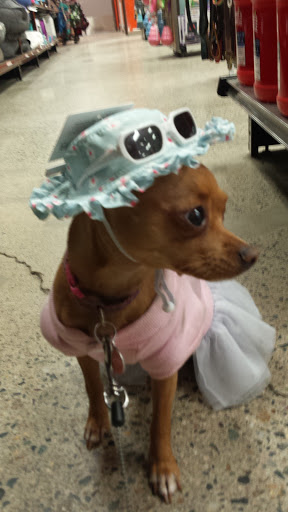 Pet Supply Store «Unleashed by Petco», reviews and photos, 5 Austin St, Charlestown, MA 02129, USA