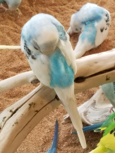 Pet Store «Lebanon Pet & Aquarium Center», reviews and photos, 196 S Main St, West Lebanon, NH 03784, USA