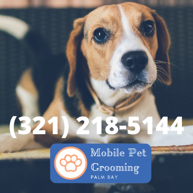 Mobile Pet Grooming Palm Bay