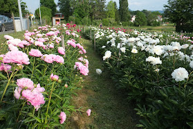 Blumen selber schneiden