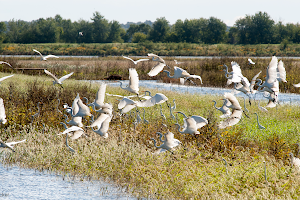 Emiquon Nature Preserve image