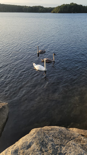 State Park «Lincoln Woods State Park», reviews and photos, 2 Manchester Print Works Rd, Lincoln, RI 02865, USA