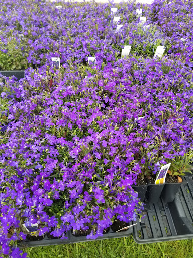 Florist «Lyndhurst Florist», reviews and photos, 5268 Mayfield Rd, Lyndhurst, OH 44124, USA