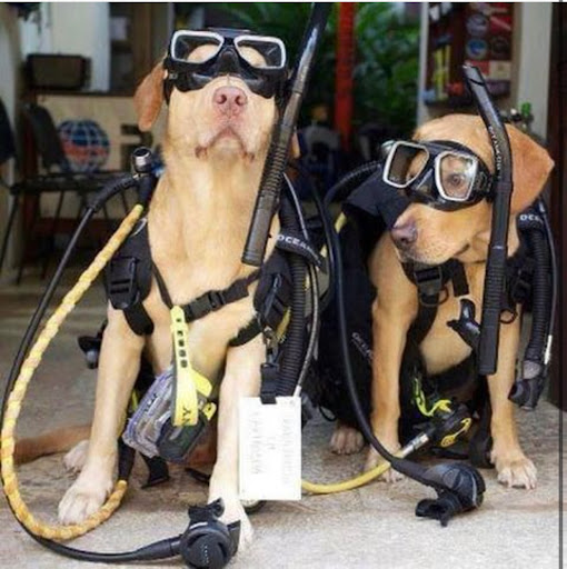 Dive Shop «Dive Georgia», reviews and photos, 168 Towne Lake Pkwy, Woodstock, GA 30188, USA