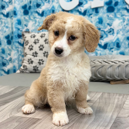Georgia Puppies Online