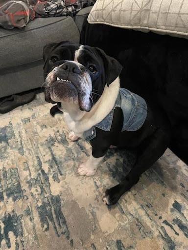 Insurance Agency «Lesa Yoho - State Farm Insurance Agent», reviews and photos